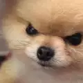 Gabsi