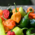Karolina Riper (Carolina Reaper) - najljuće paprike na svetu
