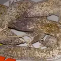 Domaći ovčiji sudžuk