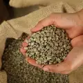 Koristi od zelene kafe