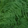 Asparagus