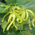 Ylang-Ylang