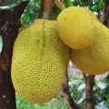 Nangka
