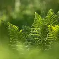 Bujad