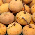 Santol