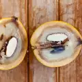 Sapote