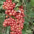 Sarsaparila