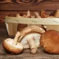 Korisna svojstva šitake pečuraka