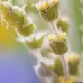 Šarplaninski čaj - Grčki planinski čaj - Mursalski čaj