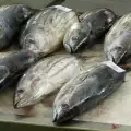Prugasta tuna
