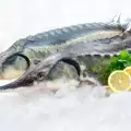 Jesetra