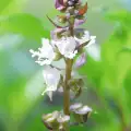 Biljka Pepeljuša (Teucrium polium L.)