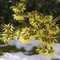 Hamamelis