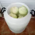 Kiseljenje kupusa za zimu