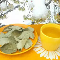 Čaj od listova drena za normalizovanje šećera u krvi