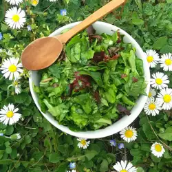 Prolećna salata sa rukolom, maslačkom i Lolo Rosom