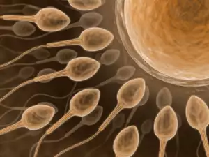 Spermatozoidi