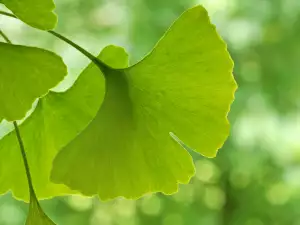 Ginko biloba