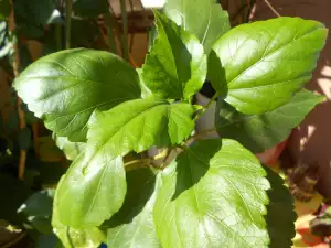 Listovi hibiskusa