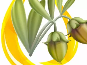 Biljka jojoba