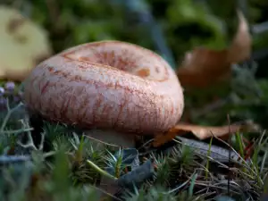 Otrovna (lažna) mlečnica