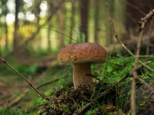 Koliko vremena treba vrganjima da porastu?