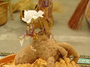 Mandragora