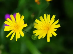 Hieracium