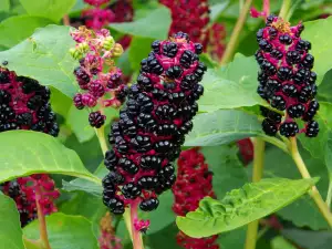 Vinobojka