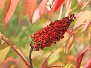 Sumak biljka