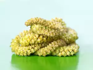 Hamamelis