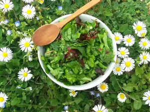 Prolećna salata sa rukolom, maslačkom i Lolo Rosom