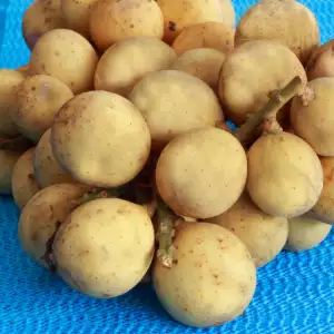 Voće langsat