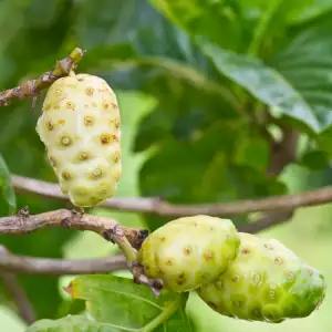 Voće Noni