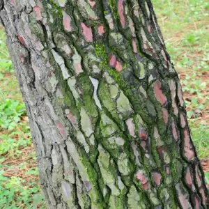 Pinkogenol
