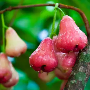 Biljka pomarosa