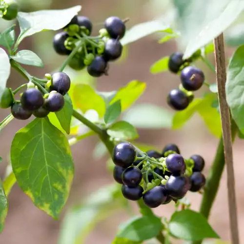 Solanum