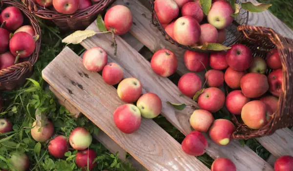 Kako se seku jabuke za rakiju?