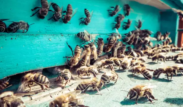 Kako pčelinji podmor pomaže u mršavljenju