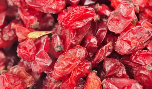 Berberis
