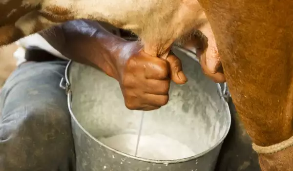 Kolika je masnoća kravljeg mleka?