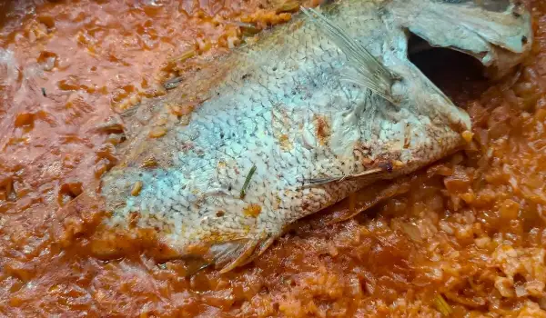 Riba crveni zubatac sa pirinčem i paradajzom iz rerne