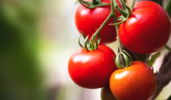 Kako da naterate paradajz da brže sazri?