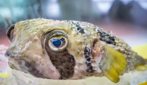 Riba fugu