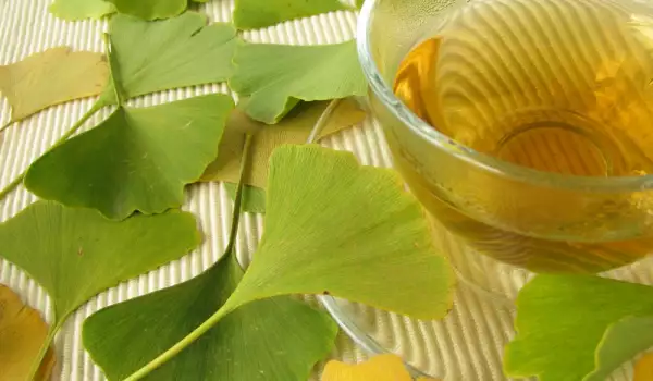 Lekovita biljka ginko biloba