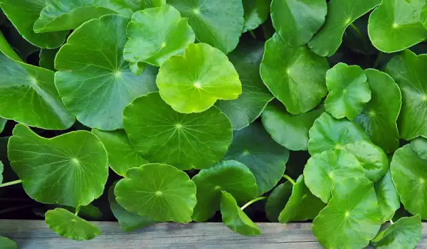 10 najmoćnijih super biljaka za podmlađivanje, koje su priznate u svetu
