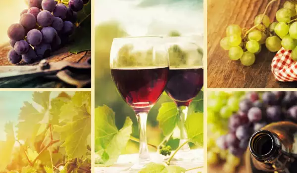 Sorte grožđa za vino