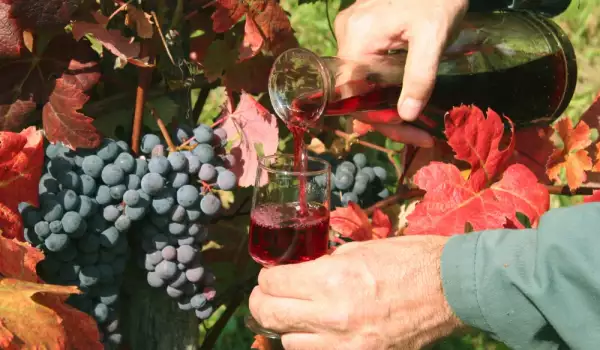 Kako povećati sadržaj šećera u vinu?