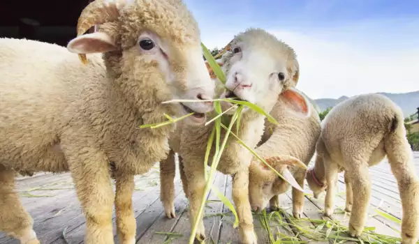 Koja je razlika između jagnjeta, šilježeta i ovce?