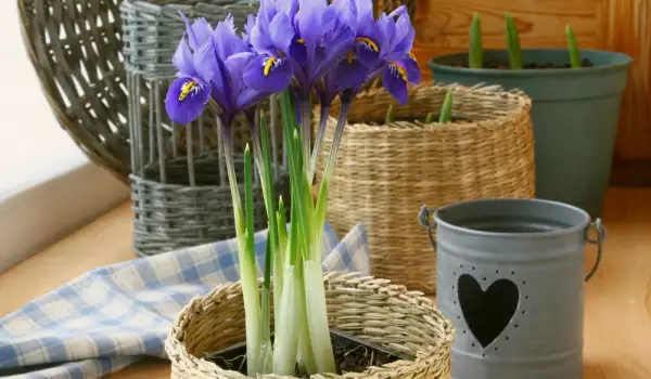 Iris u saksiji